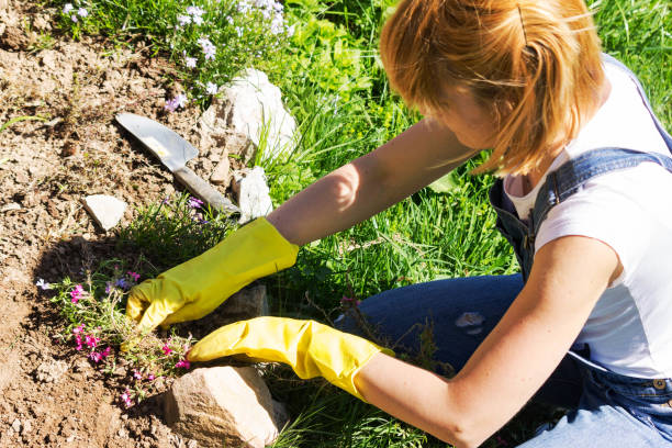 istock Young woman gardening 953743046