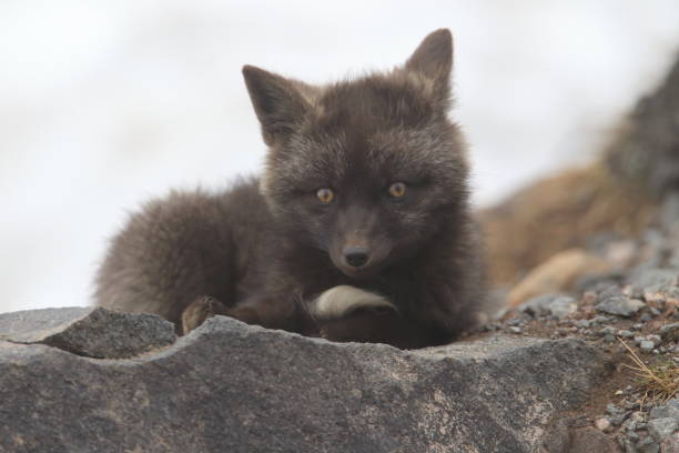 istock Silver Fox (Vulpes vulpes) - Silver phase of Red Fox Cubs, Washington WA , USA 953743616