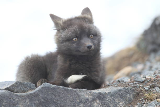 istock Silver Fox (Vulpes vulpes) - Silver phase of Red Fox Cubs, Washington WA , USA 953743706