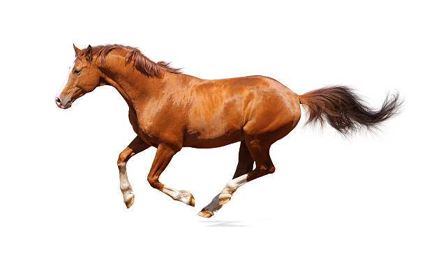 istock Single Sorrel Trakehner Stallion leaping in the air 95374373