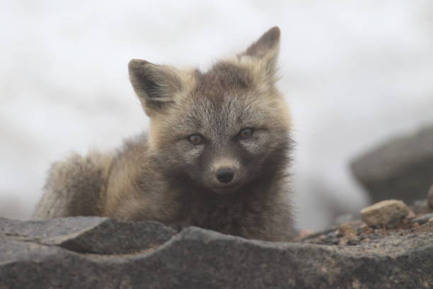 istock Silver Fox (Vulpes vulpes) - Silver phase of Red Fox Cubs, Washington WA , USA 953743802