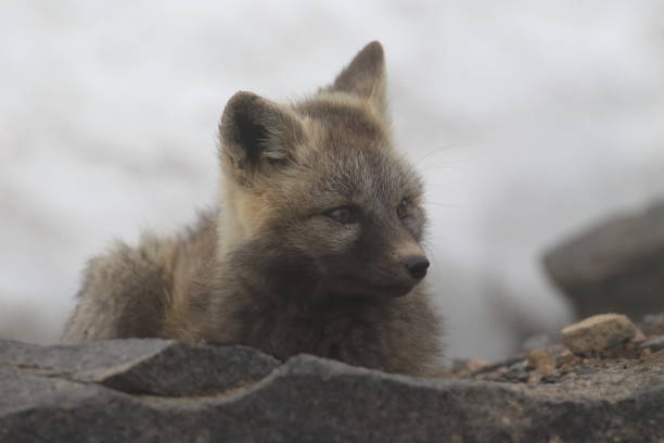 istock Silver Fox (Vulpes vulpes) - Silver phase of Red Fox Cubs, Washington WA , USA 953743860