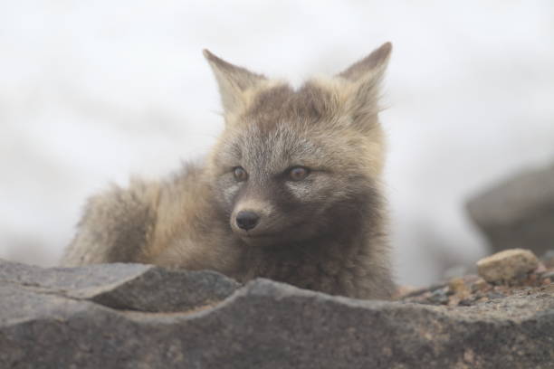 istock Silver Fox (Vulpes vulpes) - Silver phase of Red Fox Cubs, Washington WA , USA 953743872