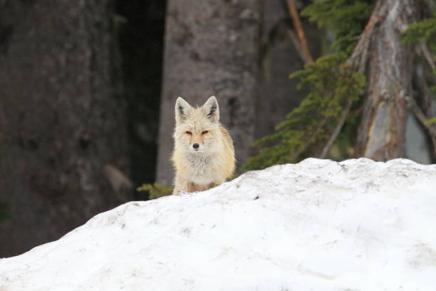 istock Silver Fox (Vulpes vulpes) - Silver phase of Red Fox Cubs, Washington WA , USA 953743900