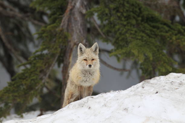 istock Silver Fox (Vulpes vulpes) - Silver phase of Red Fox Cubs, Washington WA , USA 953743902