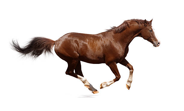 Brown trakehner stallion Brown trakehner stallion isolated on white arabian horse photos stock pictures, royalty-free photos & images