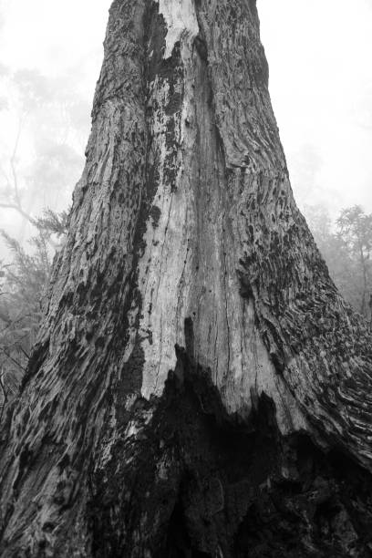 istock Forest and Trees on Misty Mount Oberon, Wilsons Promontory VIC Australia 953748532