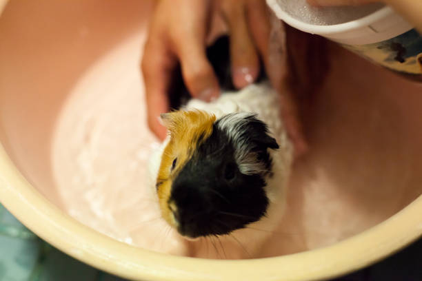 selective focus on white, black, orange brown guinea pigs taking a bath in the bath tub. The domestic guinea pig, also known as domestic cavy or simply cavy, is a species of rodent.