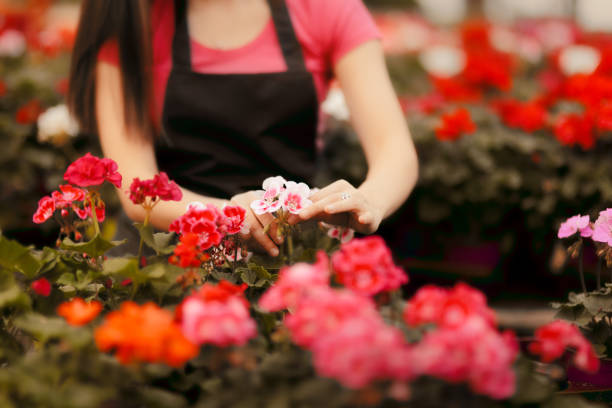 istock Greenhouse Worker Hands Caring for Plants 953749284