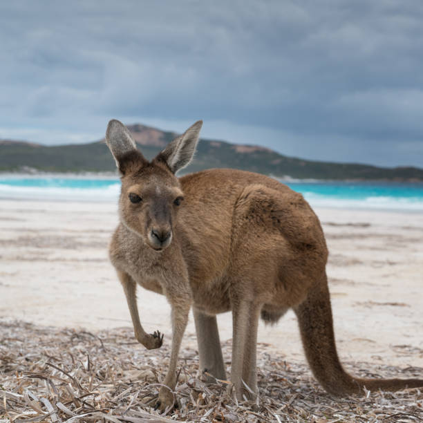 istock Cape Le Grand National Park, Western Australia 953749456