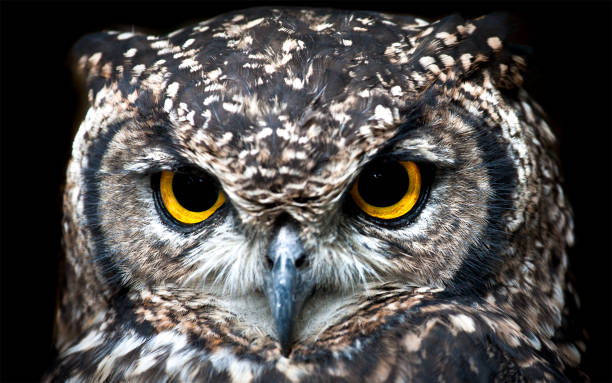 istock Portrait of a Spotted Eagle Owl 953752114
