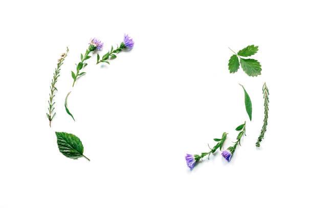 istock frame with flowers, branches, leaves and petals isolated on white background. flat lay, overhead view 953752136