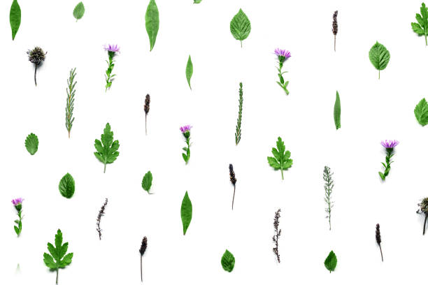 istock pattern with flowers, branches, leaves and petals isolated on white background. flat lay, overhead view 953752358