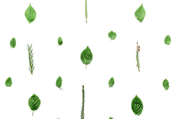 istock pattern with leaves and petals, isolated on white background. flat, top view 953752524