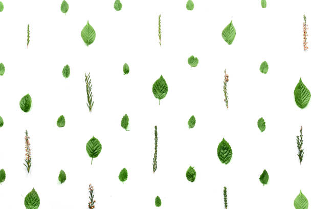 istock pattern with leaves and petals, isolated on white background. flat, top view 953752544