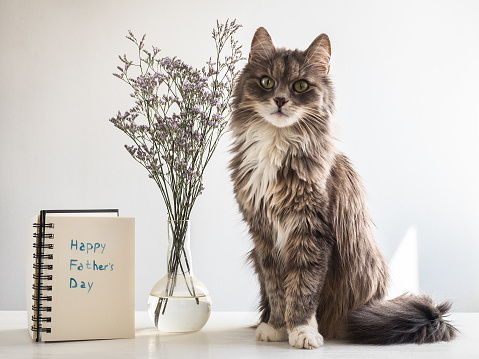 Cute, gray, fluffy kitten sitting near the notebook with the inscription of a happy Father's day on a white, isolated background. Preparation for the holiday