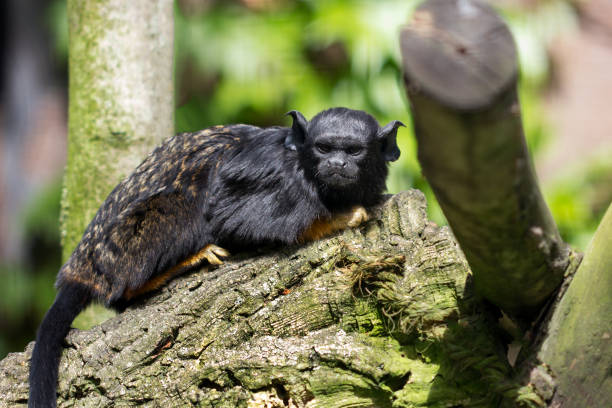 tamaryna środkowa z czerwonymi rękami - redhanded tamarin zdjęcia i obrazy z banku zdjęć