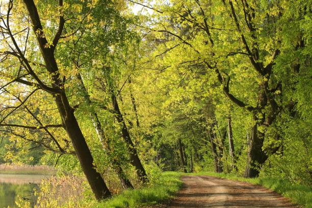 istock Country road on a spring morning 953758444