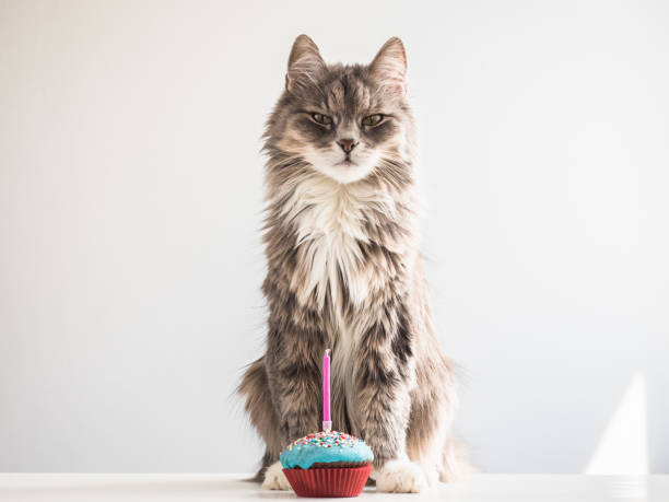 istock Gray kitten and a festive cupcake with candle 953758466