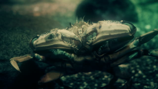 Portrait of a Dungeness Crab.