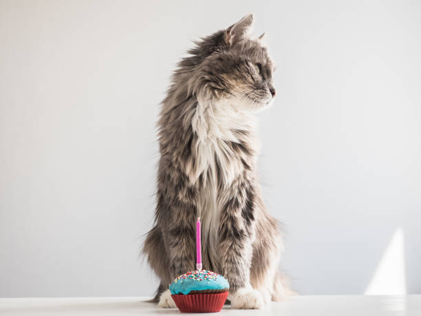 istock Gray kitten and a festive cupcake with candle 953758764