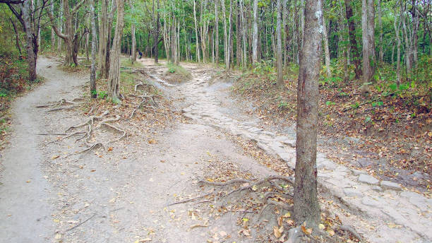 istock pathway in the forest to the mountains 953758766