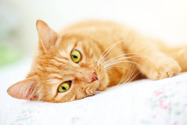 The lovely red cat lies on a sofa
