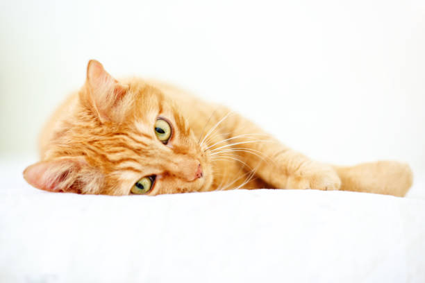 istock The lovely red cat lies on a sofa 953758954