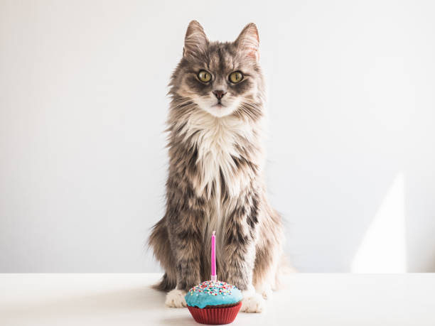 istock Gray kitten and a festive cupcake with candle 953759090