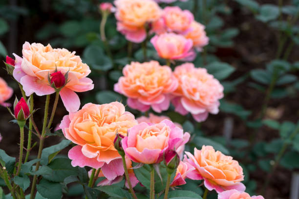istock orange and pink rose blooming in the spring 953759554