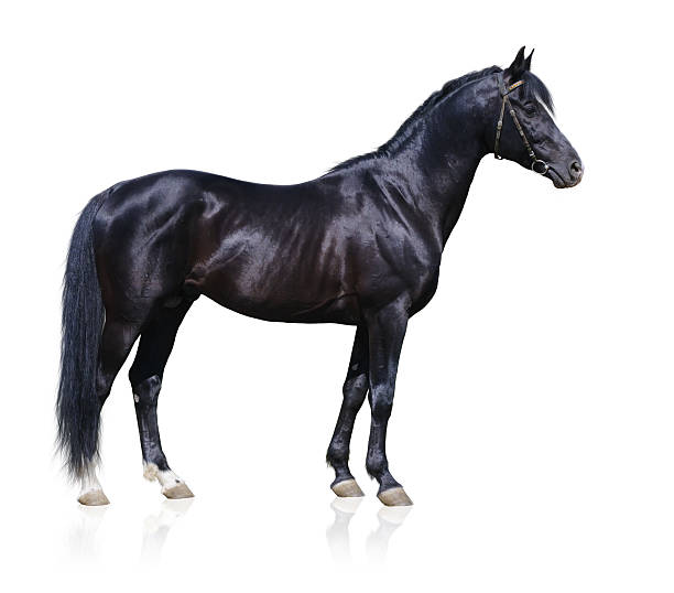 istock Image of black Trakehner stallion 95376000