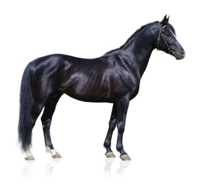 Trakehner black stallion isolated on white