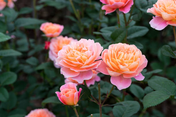 istock orange and pink rose blooming in the spring 953761928
