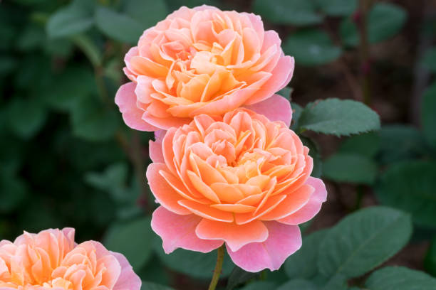 istock orange and pink rose blooming in the spring 953762038