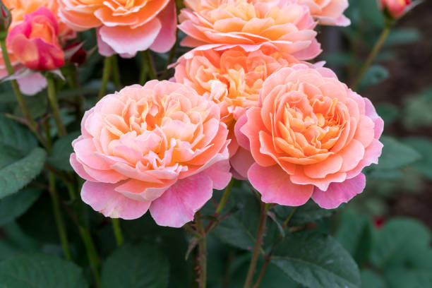 istock orange and pink rose blooming in the spring 953762344