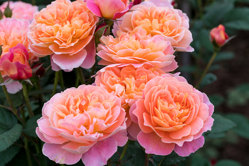 orange and pink rose blooming in the spring