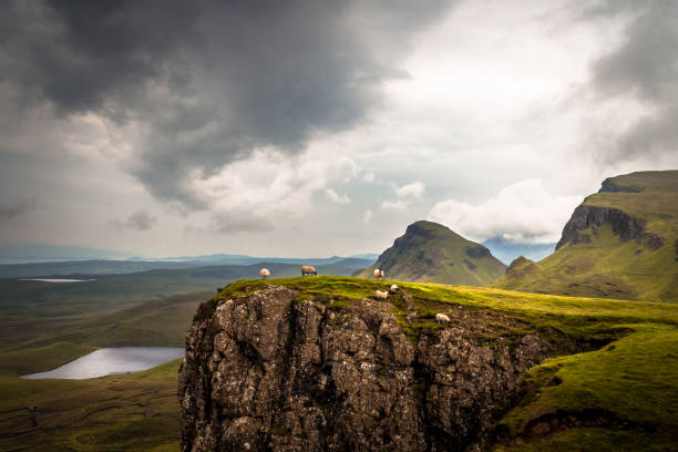 sheep on cliff, quiraing, highlands, szkocja - landscape uk scotland scenics zdjęcia i obrazy z banku zdjęć