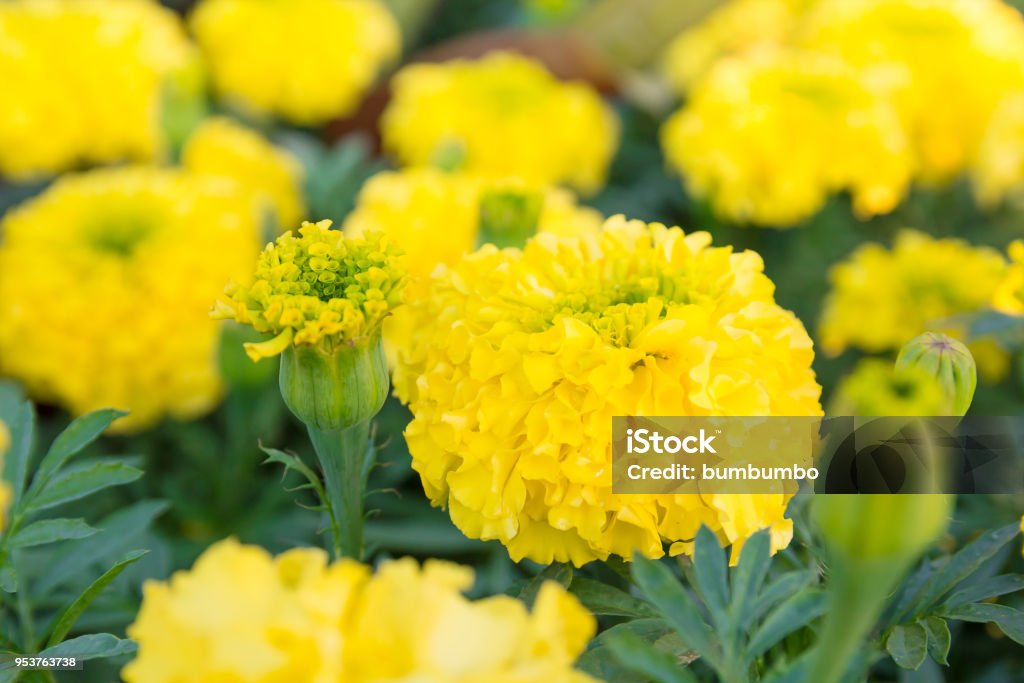 Foto de Flor Amarela Cravodedefunto e mais fotos de stock de Amarelo -  Amarelo, Anual - Característica da planta, Arbusto - iStock