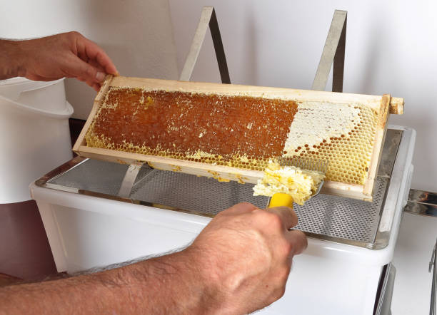 istock Uncapping of honeycomb at plastic tub 953763924