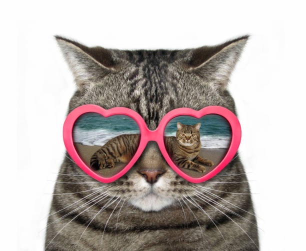 istock Cat in heart-shaped glasses 953764086