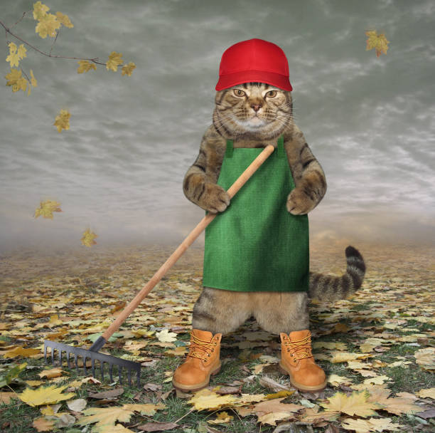 The cat gardener rake dead leaves in his garden.