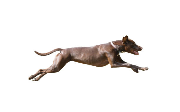 Dog full speed hunting on isolated background