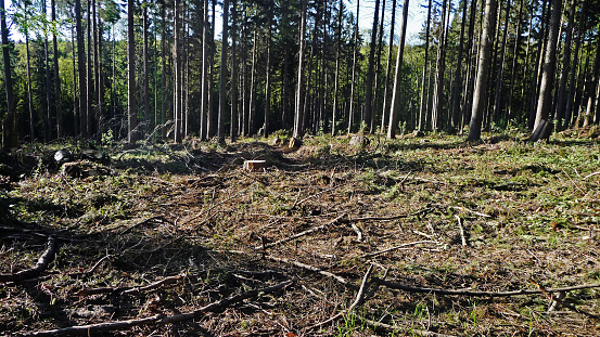 A forest destroyed by storm damage in Germany.