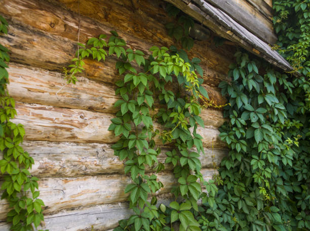 Green twisted plants on the background of the old wooden walls.