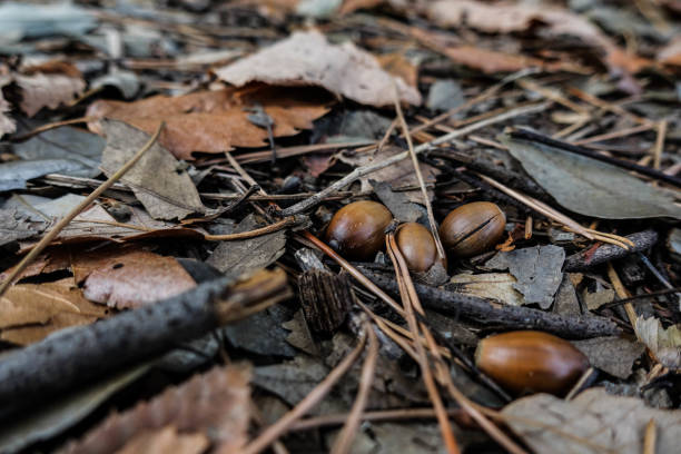 istock Acorns in the fallen leaves. 953768314