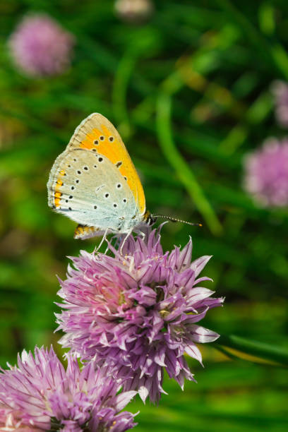 istock Butterfly on the spring purple flower 953768700