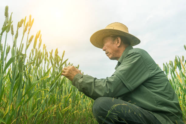 istock asian old man checking the wheat in the field 953768854