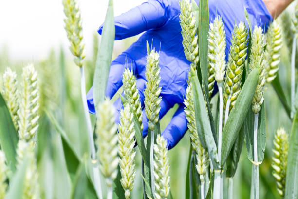 istock researcher with blue glove in hand checking wheat growing under sunny day 953769218