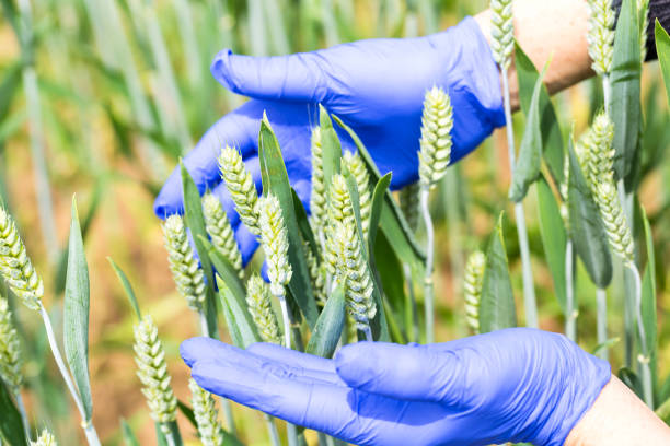 istock researcher with blue glove in hand checking wheat growing under sunny day 953769268