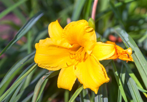 istock Yellow lily flower with green grass. 953772192